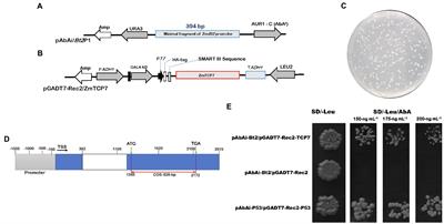 The novel ZmTCP7 transcription factor targets AGPase-encoding gene ZmBt2 to regulate storage starch accumulation in maize